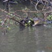190 LOANGO Inyoungou Riviere Reptile Faux-Gavial Crocodylus cataphractus 12E5K2IMG_79374wtmk.jpg