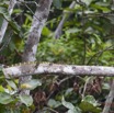 191 LOANGO Inyoungou Riviere Reptile Varan Varanus ornatus 12E5K2IMG_79376wtmk.jpg