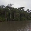 193 LOANGO Inyoungou Riviere Berge avec Massif Pandanacea Pandanus candelabrum 12E5K2IMG_79390wtmk.jpg