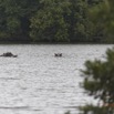 204 LOANGO Inyoungou Lagune Ngove Hippopotame Hippopotamus amphibius 12E5K2IMG_79435wtmk.jpg