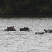 205 LOANGO Inyoungou Lagune Ngove Hippopotame Hippopotamus amphibius 12E5K2IMG_79447wtmk.jpg