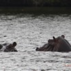 206 LOANGO Inyoungou Lagune Ngove Hippopotame Hippopotamus amphibius 12E5K2IMG_79448awtmk.jpg