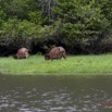 064 LOANGO Riviere Rembo Ngove Buffles Syncerus caffer nanus 12E5K2IMG_78631wtmk.jpg