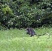 119 LOANGO Riviere Rembo Ngove Primate Cercopithecus torquatus 12E5K2IMG_78782wtmk.jpg