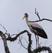 150 LOANGO Riviere Rembo Ngove Oiseau Tantale Ibis Mycteria ibis 12E5K2IMG_78910wtmk.jpg