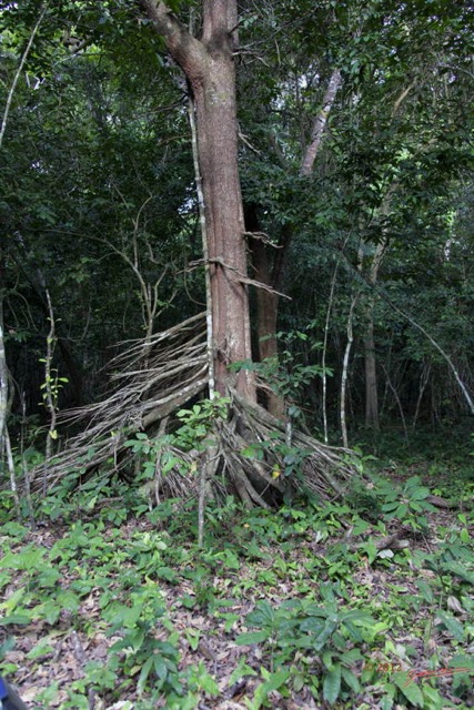 013 LOANGO ENAMINO la Foret Arbre Uapaca heudelotii 12E5K2IMG_77011wtmk.jpg