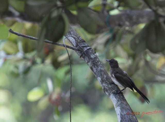 057 LOANGO ENAMINO Oiseau Bulbul des Jardins Pycnonotus barbatus 12E5K2IMG_77071wtmk.jpg