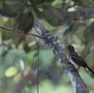 057 LOANGO ENAMINO Oiseau Bulbul des Jardins Pycnonotus barbatus 12E5K2IMG_77071wtmk.jpg