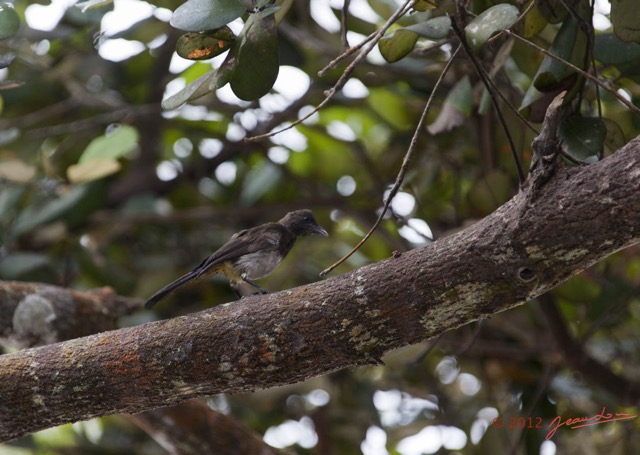 058 LOANGO ENAMINO Oiseau Bulbul des Jardins Pycnonotus barbatus 12E5K2IMG_77076wtmk.jpg