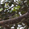 058 LOANGO ENAMINO Oiseau Bulbul des Jardins Pycnonotus barbatus 12E5K2IMG_77076wtmk.jpg