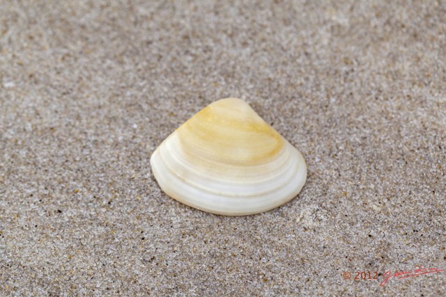 070 LOANGO ENAMINO Plage Coquillage Recto 12E5K2IMG_77372wtmk.jpg