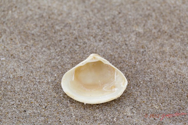 071 LOANGO ENAMINO Plage Coquillage Verso 12E5K2IMG_77373wtmk.jpg