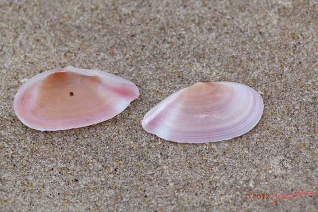072 LOANGO ENAMINO Plage Coquillage Tellinidae Tellina rubicincta 12E5K2IMG_77374wtmk.jpg
