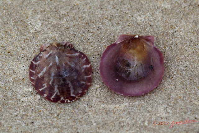 073 LOANGO ENAMINO Plage Coquillage Pectinidae 12E5K2IMG_77375wtmk.jpg