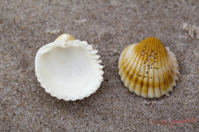074 LOANGO ENAMINO Plage Coquillage 12E5K2IMG_77376wtmk.jpg