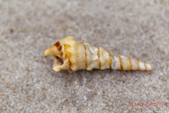 075 LOANGO ENAMINO Plage Coquillage Turritellidae 12E5K2IMG_77377wtmk.jpg