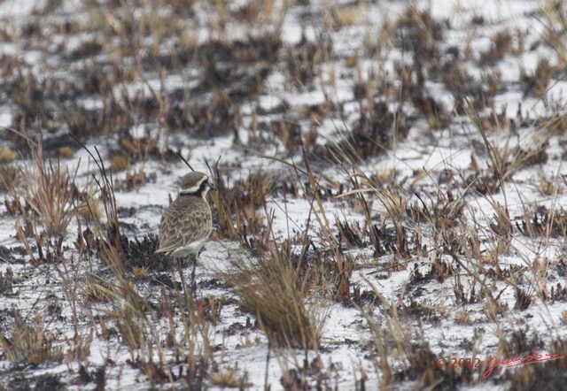 094 LOANGO ENAMINO Oiseau Gravelot Patre Charadrius pecuarius 12E5K2IMG_78441wtmk.jpg