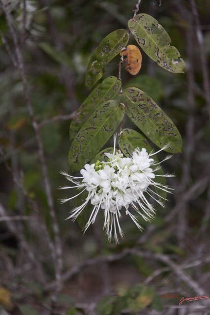 102 LOANGO ENAMINO Fleur Rubiacaea Pavetta sp 12E5K2IMG_78454wtmk.jpg