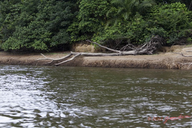 009 LOANGO Fleuve Ogooue Berge avec Troncs Arbres Morts 12E5K2IMG_76744wtmk.jpg