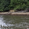 009 LOANGO Fleuve Ogooue Berge avec Troncs Arbres Morts 12E5K2IMG_76744wtmk.jpg