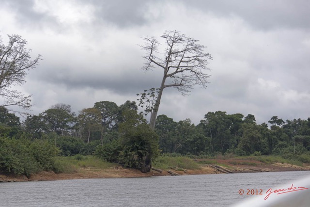 012 LOANGO Fleuve Ogooue Berge Arbre Fromager Incline 12E5K2IMG_76754wtmk.jpg