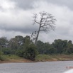 012 LOANGO Fleuve Ogooue Berge Arbre Fromager Incline 12E5K2IMG_76754wtmk.jpg