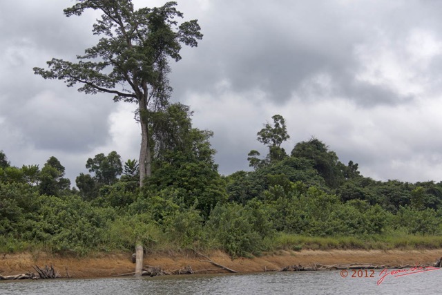 013 LOANGO Fleuve Ogooue Berge Arbre 12E5K2IMG_76756wtmk.jpg
