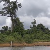 013 LOANGO Fleuve Ogooue Berge Arbre 12E5K2IMG_76756wtmk.jpg
