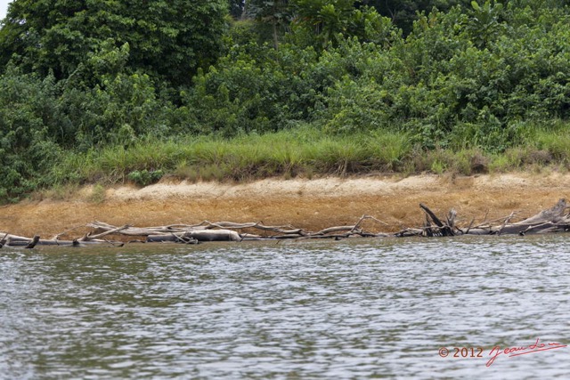 014 LOANGO Fleuve Ogooue Berge et Troncs Arbres Morts 12E5K2IMG_76757wtmk.jpg