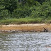 014 LOANGO Fleuve Ogooue Berge et Troncs Arbres Morts 12E5K2IMG_76757wtmk.jpg