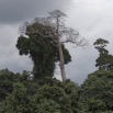 034 LOANGO Fleuve Ogooue Arbre sur la Berge 12E5K2IMG_76845wtmk.jpg