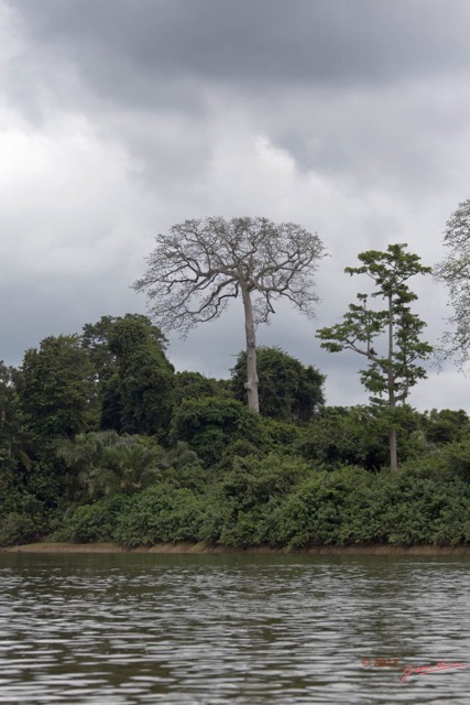 035 LOANGO Fleuve Ogooue Arbre sur la Berge 12E5K2IMG_76846wtmk.jpg