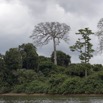 035 LOANGO Fleuve Ogooue Arbre sur la Berge 12E5K2IMG_76846wtmk.jpg