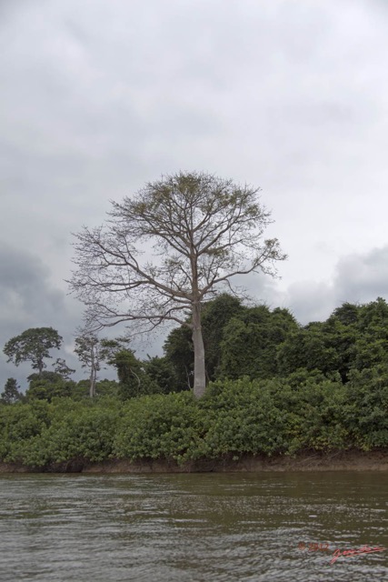 039 LOANGO Fleuve Ogooue Foret et Arbre 12E5K2IMG_76853wtmk.jpg