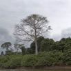 039 LOANGO Fleuve Ogooue Foret et Arbre 12E5K2IMG_76853wtmk.jpg