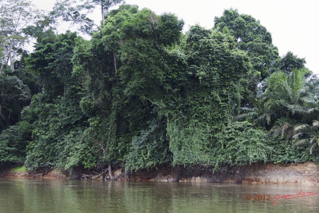 041 LOANGO Fleuve Ogooue Foret et Lianes 12E5K2IMG_76856wtmk.jpg