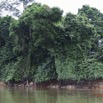 041 LOANGO Fleuve Ogooue Foret et Lianes 12E5K2IMG_76856wtmk.jpg