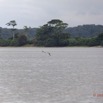 042 LOANGO Fleuve Ogooue Foret et Oiseaux12E5K2IMG_76858wtmk.jpg