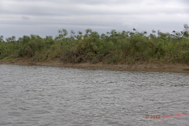 047 LOANGO Fleuve Ogooue Papyrus 12E5K2IMG_76875wtmk.jpg