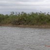 047 LOANGO Fleuve Ogooue Papyrus 12E5K2IMG_76875wtmk.jpg