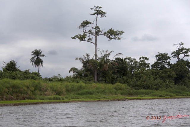 048 LOANGO Fleuve Ogooue Papyrus et Arbre 12E5K2IMG_76876wtmk.jpg