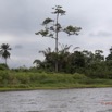 048 LOANGO Fleuve Ogooue Papyrus et Arbre 12E5K2IMG_76876wtmk.jpg