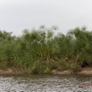 059 LOANGO Fleuve Ogooue Berge et Papyrus 12E5K2IMG_76896wtmk.jpg