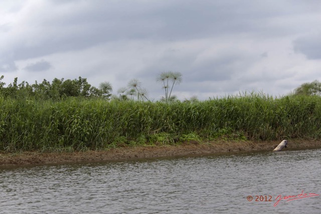 060 LOANGO Fleuve Ogooue Berge et Papyrus 12E5K2IMG_76898wtmk.jpg