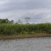 060 LOANGO Fleuve Ogooue Berge et Papyrus 12E5K2IMG_76898wtmk.jpg