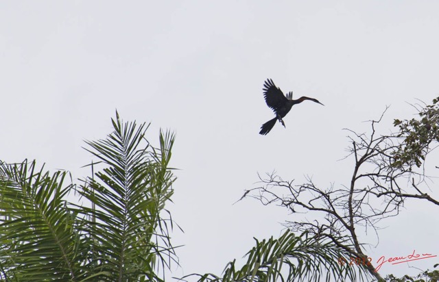061 LOANGO Fleuve Ogooue Oiseau en Vol Anhinga 12E5K2IMG_76908wtmk.jpg