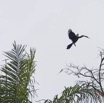 061 LOANGO Fleuve Ogooue Oiseau en Vol Anhinga 12E5K2IMG_76908wtmk.jpg