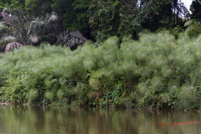 065 LOANGO Fleuve Ogooue Berge et Papyrus 12E5K2IMG_76921wtmk.jpg