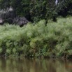 065 LOANGO Fleuve Ogooue Berge et Papyrus 12E5K2IMG_76921wtmk.jpg
