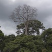 068 LOANGO Fleuve Ogooue Berge Foret et Arbre Fromager 12E5K2IMG_76926wtmk.jpg
